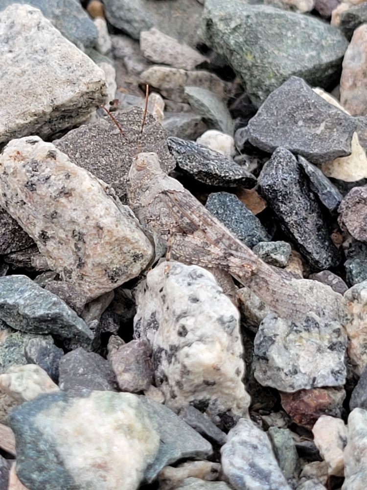 A grey-brown grasshopper sits among several rocks of similar colors. It is quite camouflaged. 