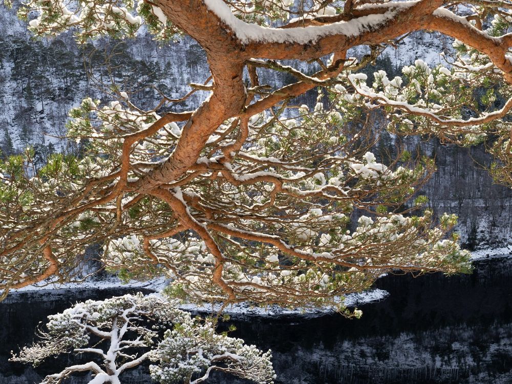 A shapely Scots pine branching catching the morning sun on a winter’s morning in the Caledonian forest of Scotland. Snowfall adorned the trees.