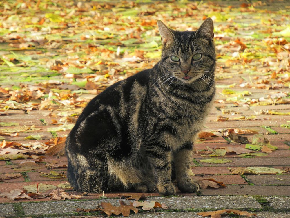 Eine getigerte Katze sitzt auf einer Fläche, auf der ganz viel buntes Laub liegt, im Blep.