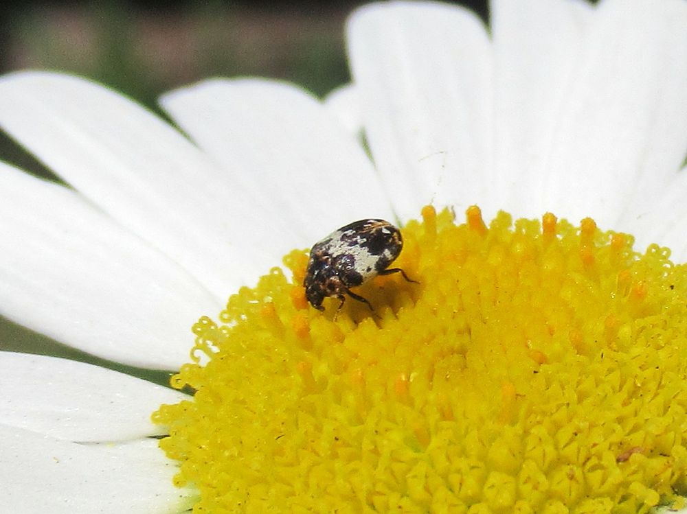 Bibernellen-Blütenkäfer (?) auf Margerite