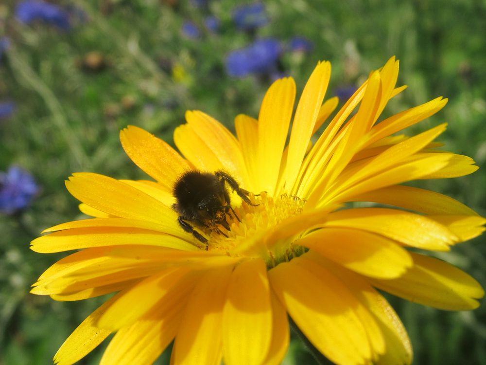 Eine Steinhummel auf einer Ringelblume, im Hintergrund unscharf ein paar Kornblumen