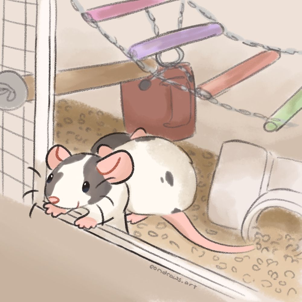 drawing of a rat cage with two rats in it. one of them, a grey capped rat, pokes her head out of the cage curiously, waiting for her food to arrive. the other rat, a darker grey hooded rat, stands off to the side, fluffy butt facing the camera. the cage is furnished with a number of items, like a pipe fitting, a mug, and a chain ladder hung across the cage. 