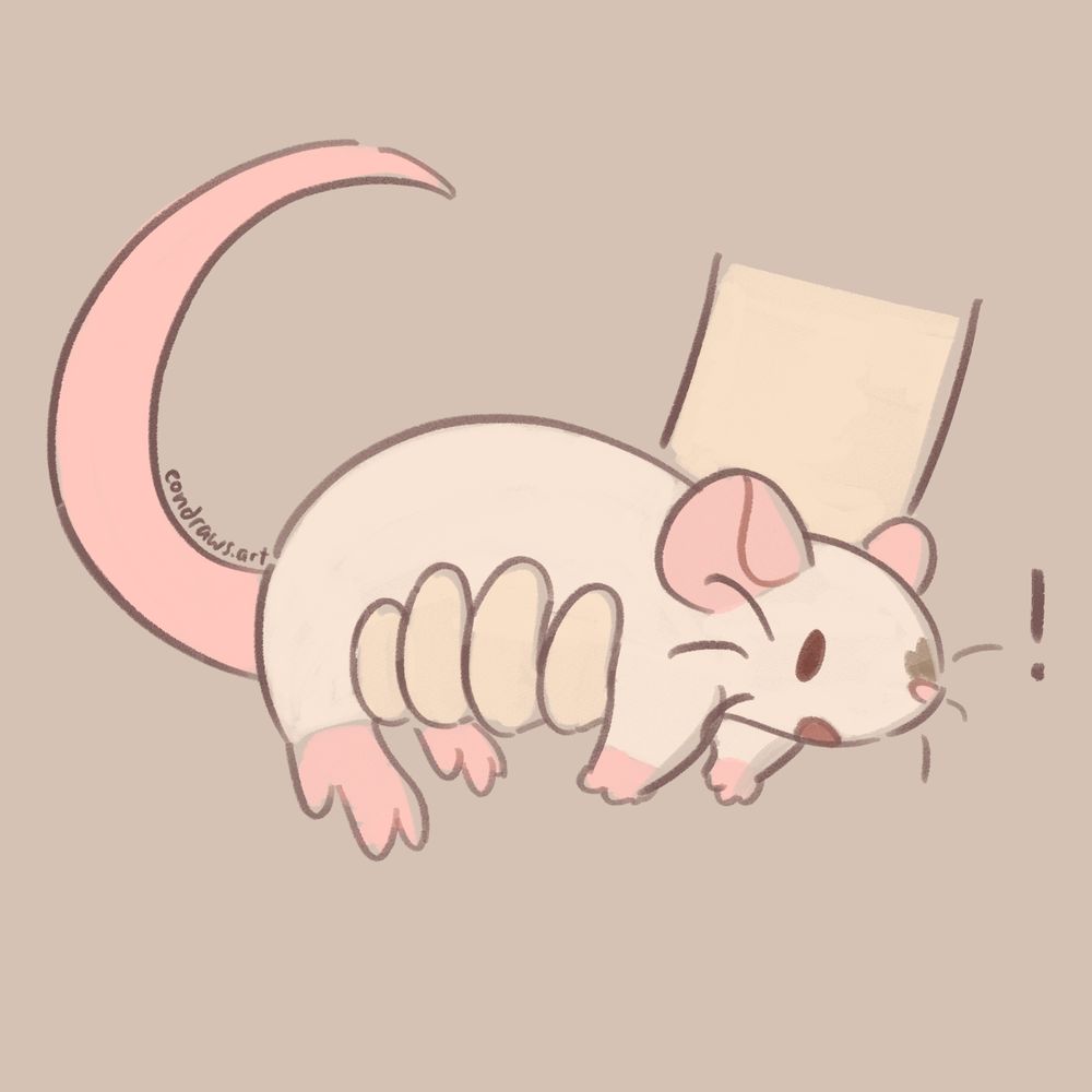 a siamese pet rat is scooped up into the air by a hand under their belly. they look shocked!
