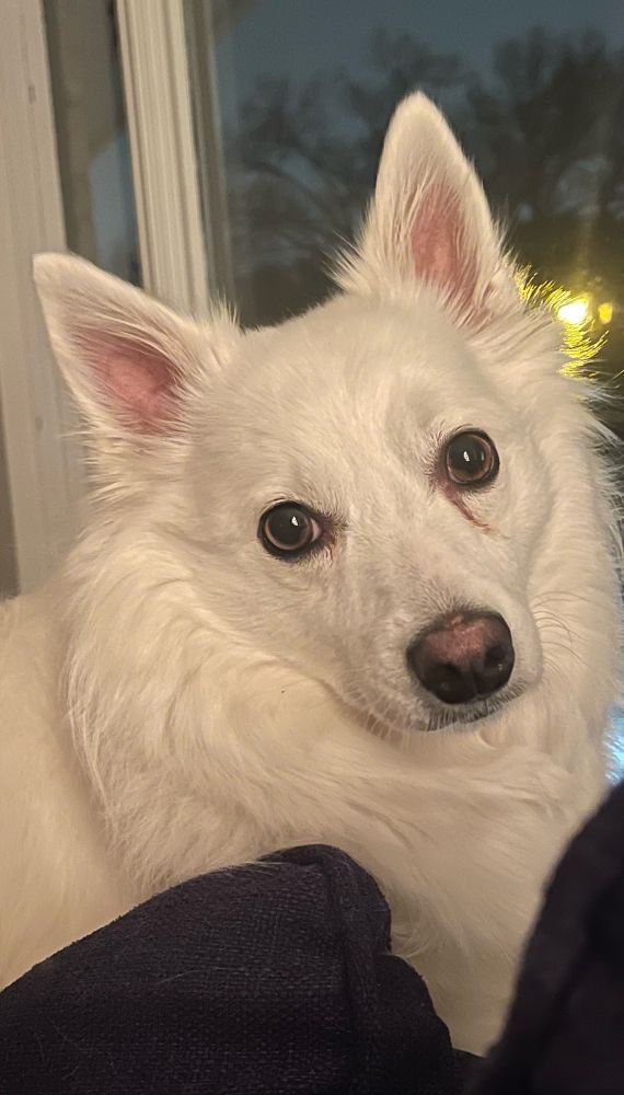 A foxy looking white dog stares soulfully toward the camera.