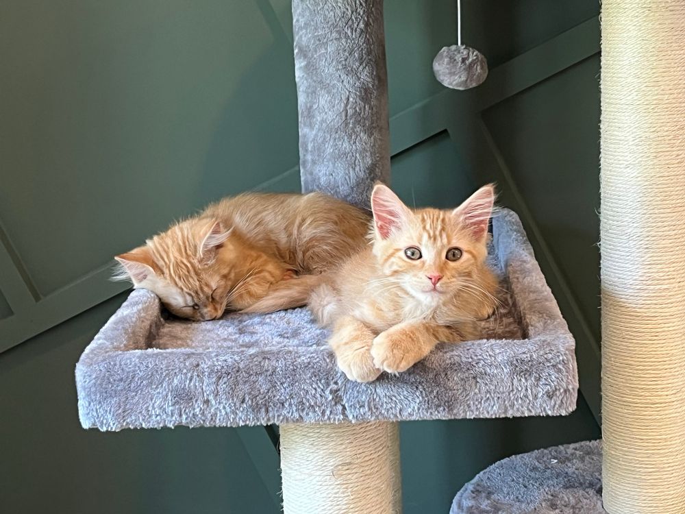 Two ginger girl kittens on a cat tower