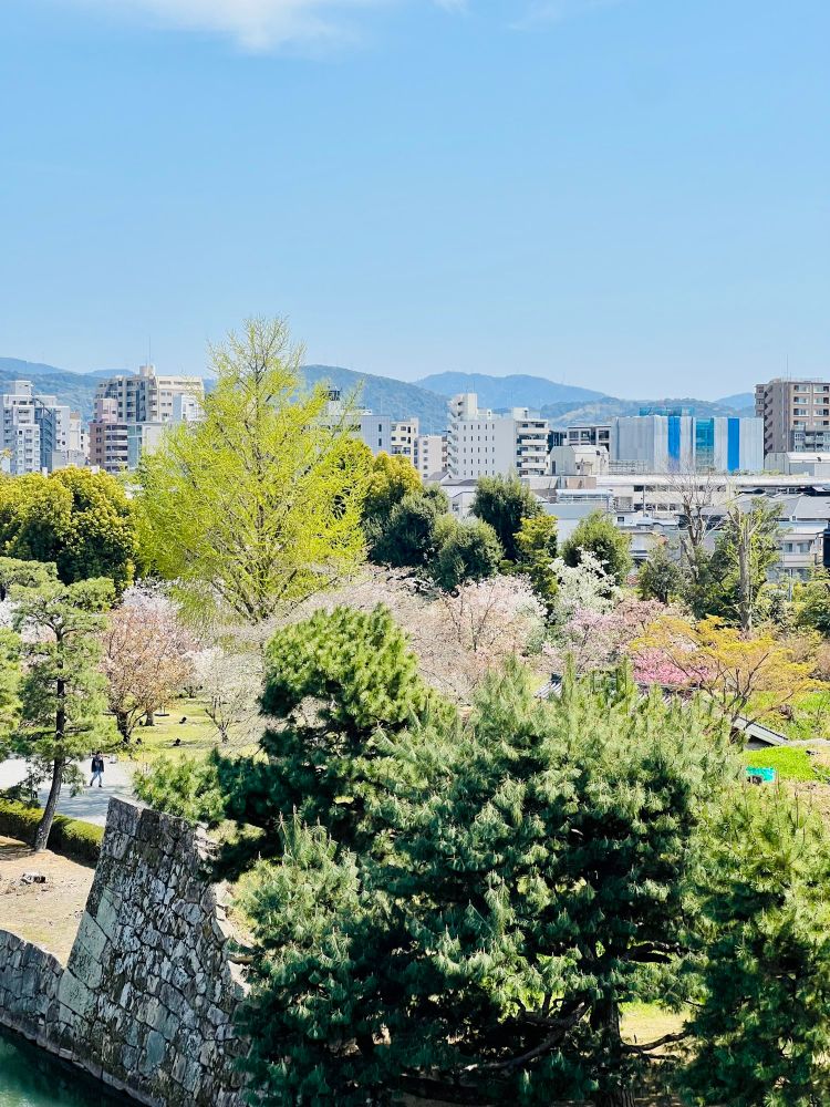 City view of Kyoto with spring blooms. 