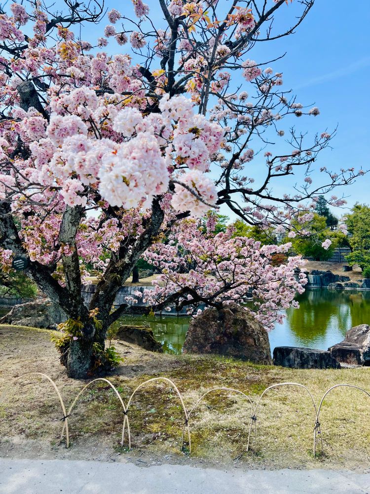 Cherry blossoms blooming next to a lake in Kyoto
