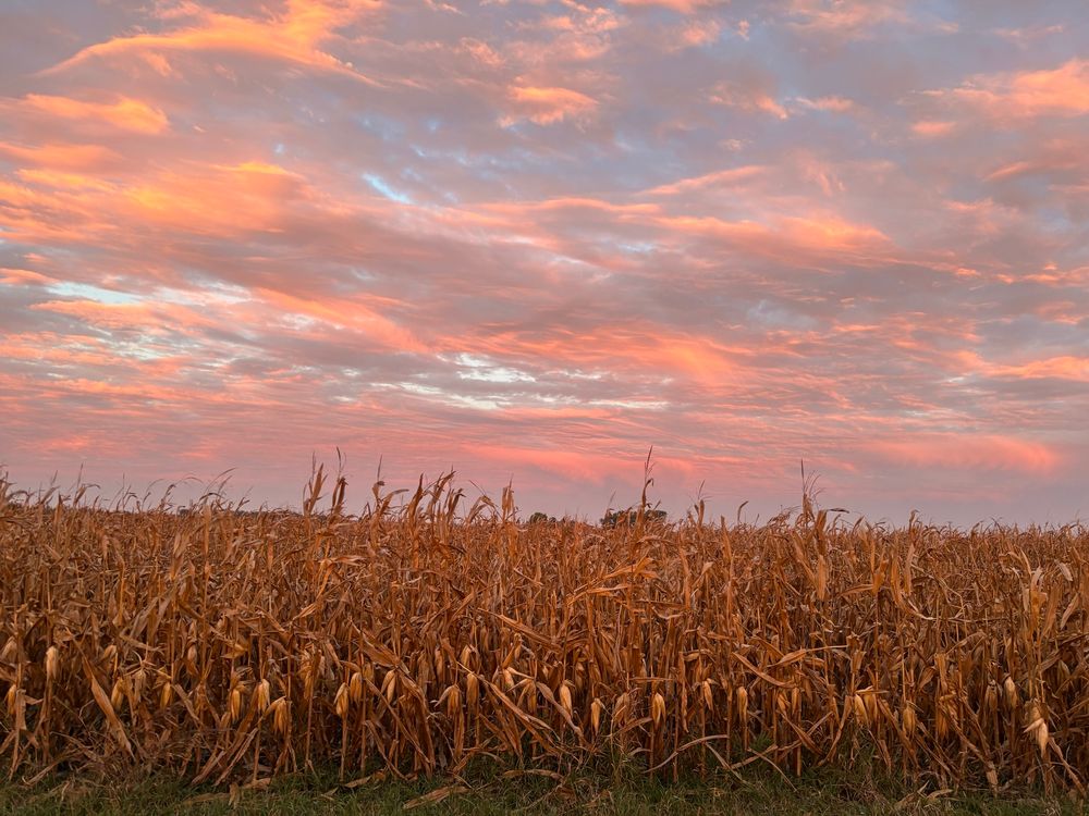 Pink and blue sky over dry cornstalks.