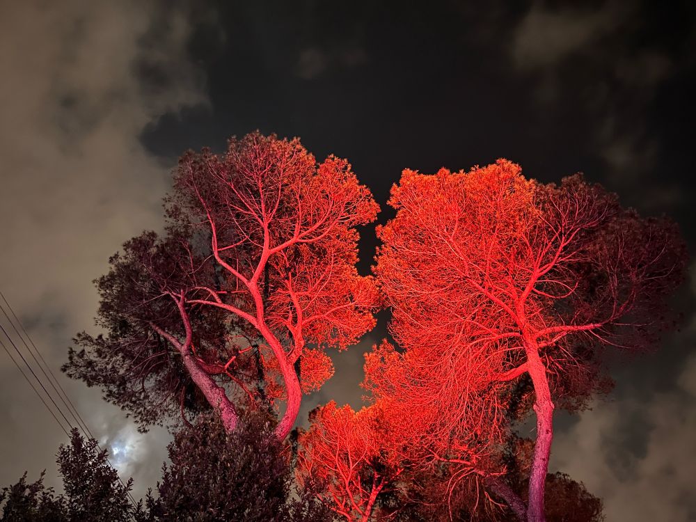 Pinus pinea night Red lights