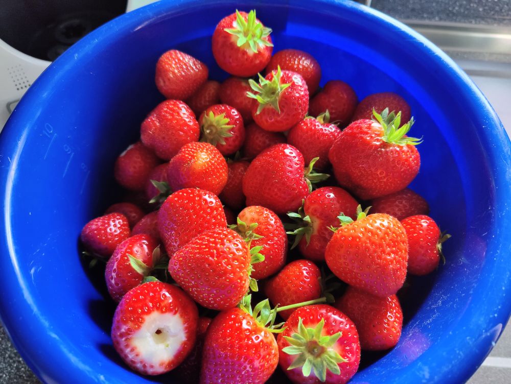 Zu sehen ist ein blauer Eimer randvoll mit frischen Erdbeeren 