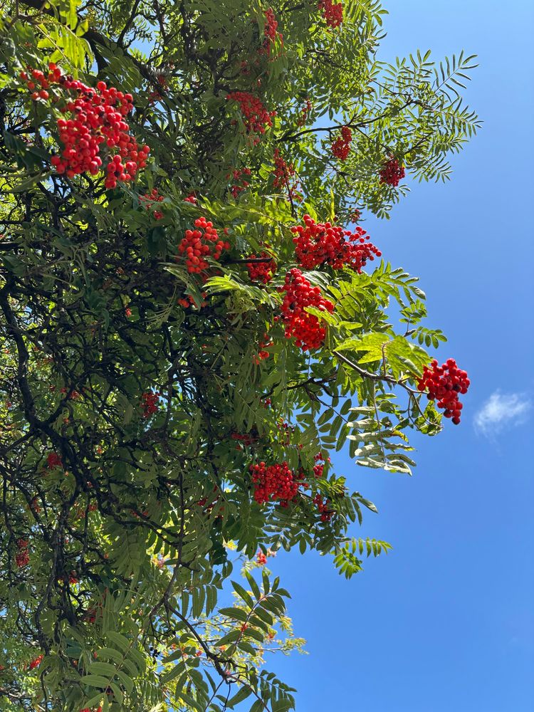 nice pic of a rowan tree against a blue sky