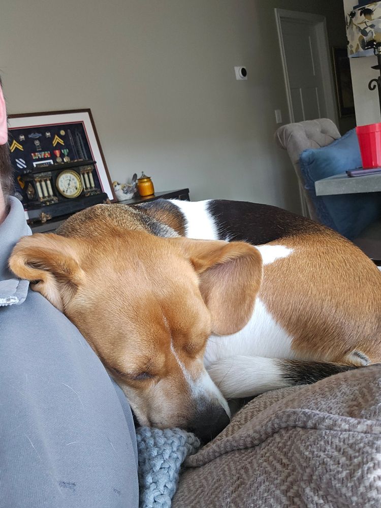 Stella the Beagle, sleeping in the couch in a little ball.