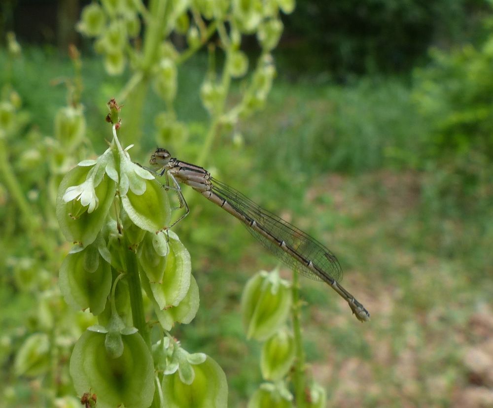 A damsel fly is resting on a light green rhubarb seed stalk. This is a darker colored damsel fly with gold, olive, black, and dark grey. The webbed pattern of the transparent wing and the head parts are in focus. Background blur
