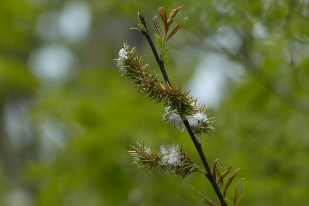 A small willow tree with a few small narrow leaves of red and green. The catkins are full of numerous swelled spikes of green and red. There is some cottony fiber forming on the catkins. Background is blurred light green. 