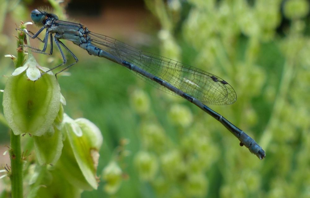A damsel fly on a rhubarb plant's seed stalk. Web pattern of transparent wing is in clear focus along with the segmented tail of blue and black sections. Color is blue, turquois, grey blue and black. Background of other seed stalks is blurred.