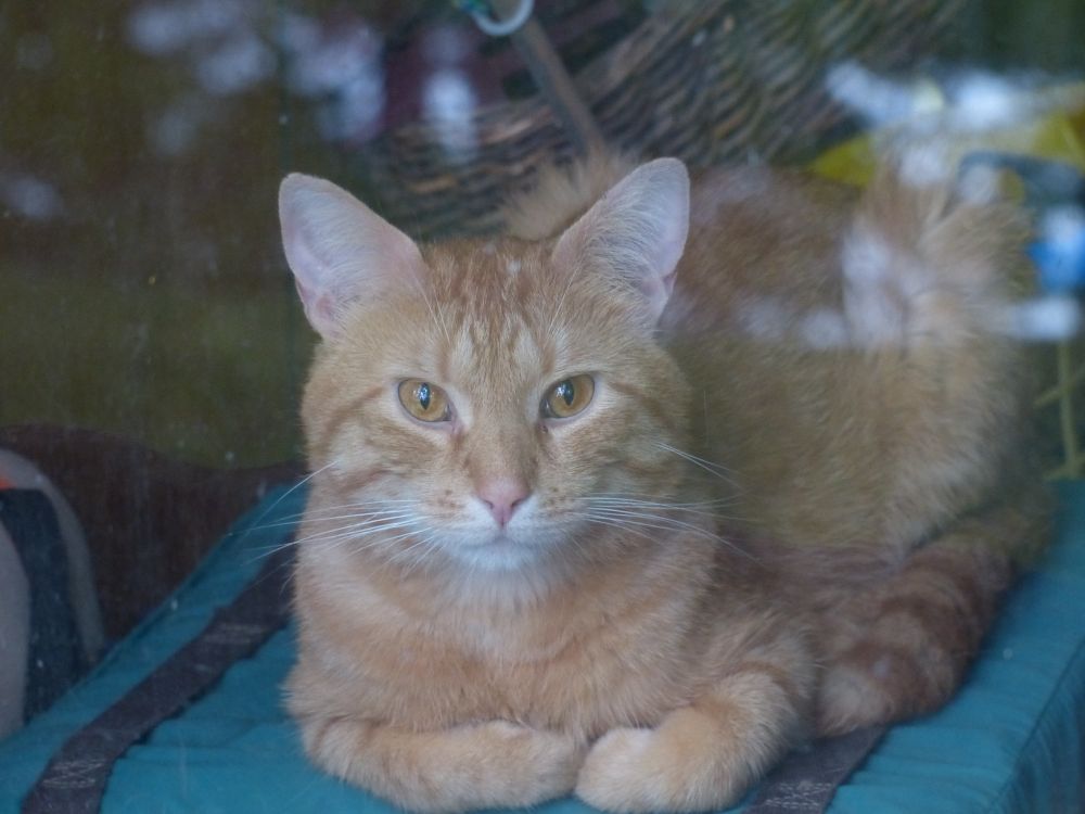 Picture of a ginger tabby cat shot from outside through a porch window. He is resting comfy on a green boat cushion just in front of window. Some reflections of woods, sky, and lake are in the upper part of frame.