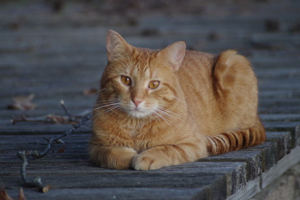 Ginger tabby male cat in prone position on weathered wooden deck with some acorns, pinecones, and small branches on surface. 