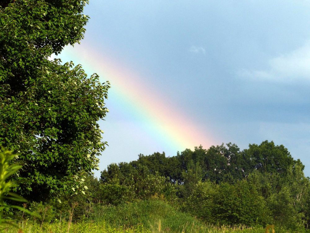 This shows a rainbow in the southeast sky after a brief rainfall on a hot day. Tall grasses, plants, and shrubs mixed with trees. The rainbow shows some red, yellow, green violet against a blue grey sky. Sun is behind the camera and illuminating the vegetation.