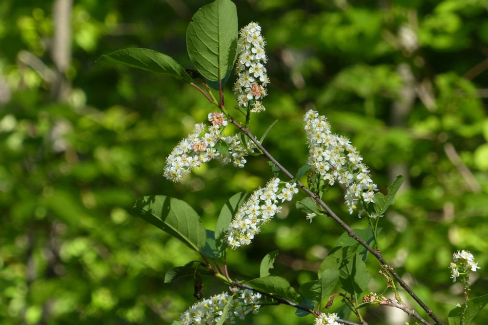 Wild cherry tree with cone shaped cluster of small white flowers with 5 white petals and a yellow center with yellow stamens. Blurred green backgound of trees with leaves. Sunny morning.