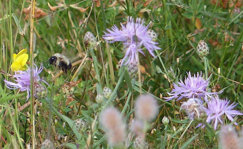 A bumble bee flying near some pink-purple spotted knap weed flowers. A small yellow flower is near the bee. Other tall grasses and wild plants are surrounding the flowers and bee.