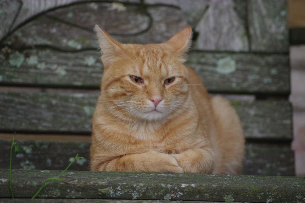 Ginger male tabby lounging on a wooden weathered outdoor chair. His front legs are tucked under his chest and expression is relaxed.
