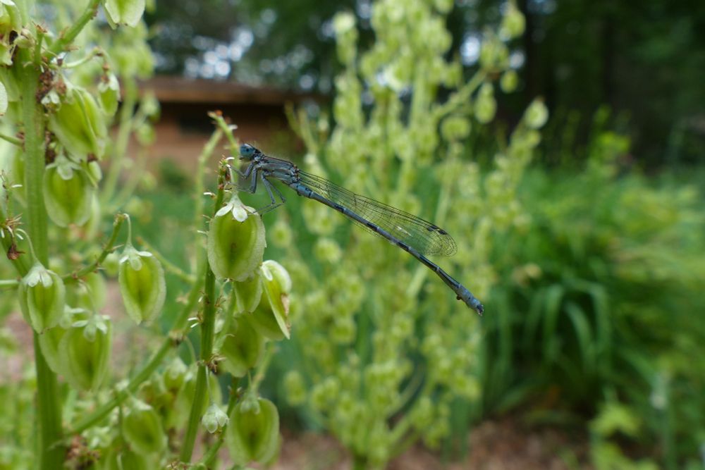 Blueish colored damsel fly resting on rhubarb plant's light green seed stalk. Wings are closed and in parallel to body. Long segmented tail of alternating blue, grey, black sections. Wing is transparent with a dark web pattern throughout.