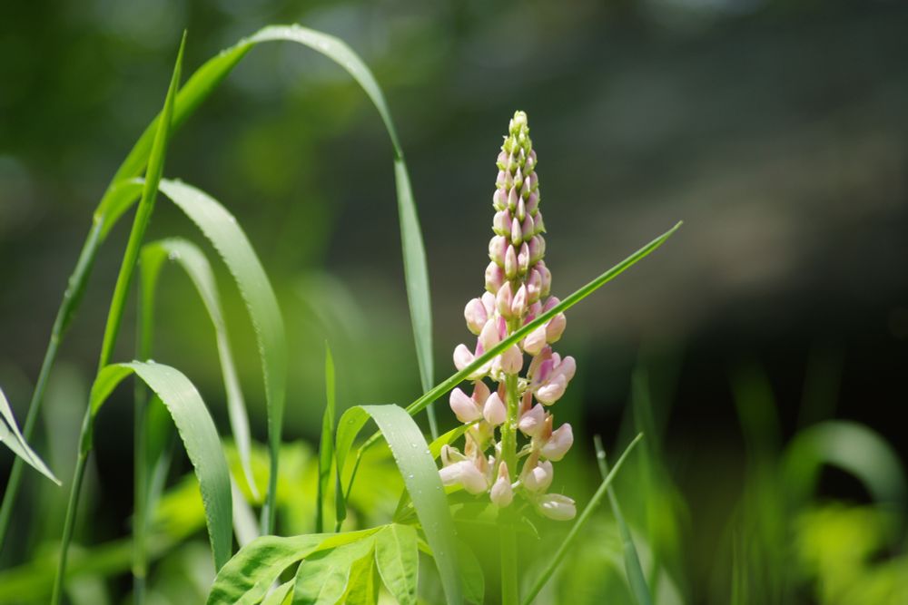 A pink lupin flower head nestled among tall grasses and other plants. Sun is illuminating the flower and tall grass, while background is darker and blurred.