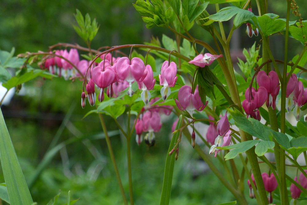 Bleeding heart flowers on 29 May.  Panasonic fz200. Pinkish red puffed heart shaped flowers with white and red extension pointing downward. Some raindrops are stuck on the white part.  Mostly green blurred background with some green leaves in focus.