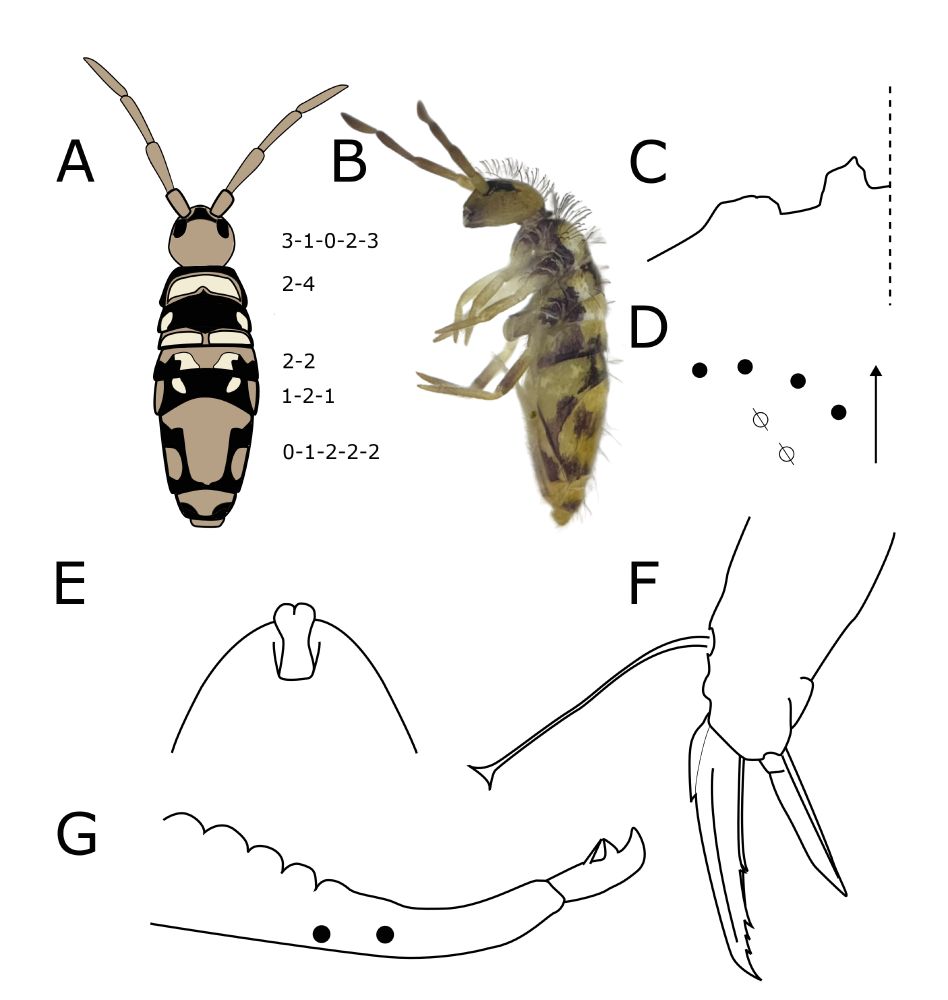 A composite of illustrations of different body parts. Elements A and B show the dorsal and ventral pattern respectively; to the right of the dorsal pattern illustration is the chaetotaxy formula for the relevant body segments. Each of the five most taxonomically useful segments in terms of their chaetotaxy - the head, the 2nd thoracic segment, and the 2nd, 3rd, and 4th abdominal segments - has between 2 and 5 somewhat arbitrarily-chosen "compartments" with the formula detailing the number of macrosetae (the thickest type of "hair") in each compartment. 

Element C shows the configuration of a small part of the manubrium - the basal part of the furca (springing organ). This is a combination of pseudopores (two in this case - the open circles) surrounded by a number of setae (four here). 

Element D shows the shape of the "apical bulb" at the very tip of the fourth antennal segment. E. petri has a bilobate apical bulb. 

Element E shows the foot and the dentation of the claw - one of the ways in which E. petri differs from true E. imitabilis beyond colour pattern. 

Finally, element F shows the apex of the dens and the mucro (the other two parts of the furca other than the manubrium). The mucro of E. petri has two teeth and a basal spine which reaches the tip of the basal tooth.