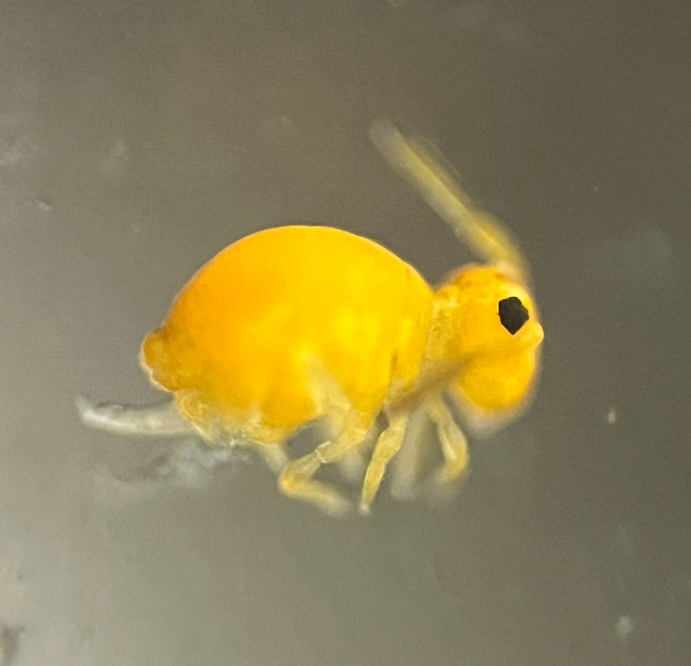 A particularly luminous individual of Sminthurinus aureus (orange form)