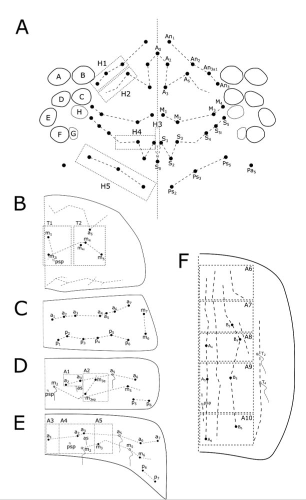This rather complicated looking figure provides the chaetotaxy (arrangement of setae (hairs)) for the taxonomically important body segments. These are the head, 2nd and 3rd thoracic segments, and 2nd, 3rd, and 4th abdominal segments (in order from A-F). The diagram of the head also includes the relative size and position of each ocellus which makes up the eye. 

The dotted boxes delimit the "compartments" of each segment, which is how you get the standard chaetotaxy formula as given in the other figure. 

This chaetotaxy scheme was first introduced by Jordana in his 2012 volume of the Synopses on Palaearctic Collembola, which covers the subfamily Capbryinae and tribe Entomobryini of the family Entomobryidae. The chaetotaxy of any of the members of these groups should, in theory, be able to be represented using this scheme.