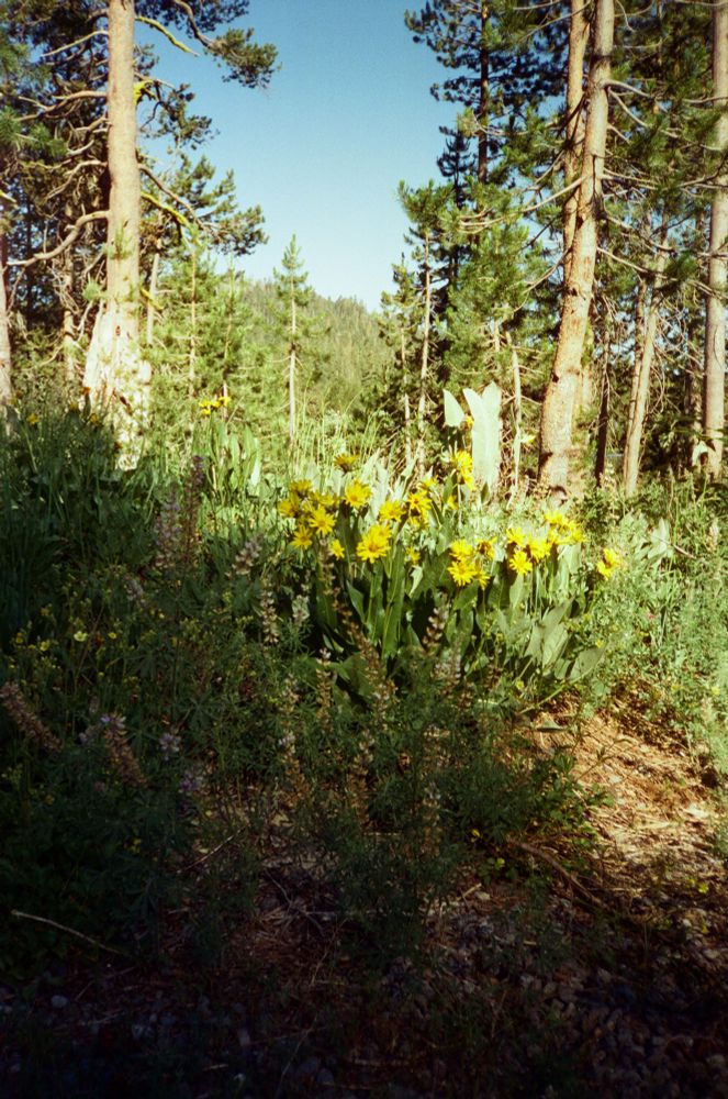 Yellow flowers on a hillside in the sun
