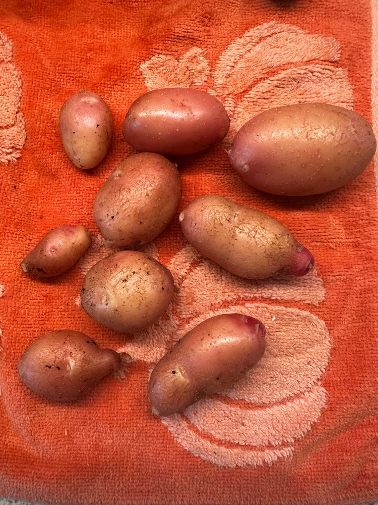 Potatoes on a kitchen towel 