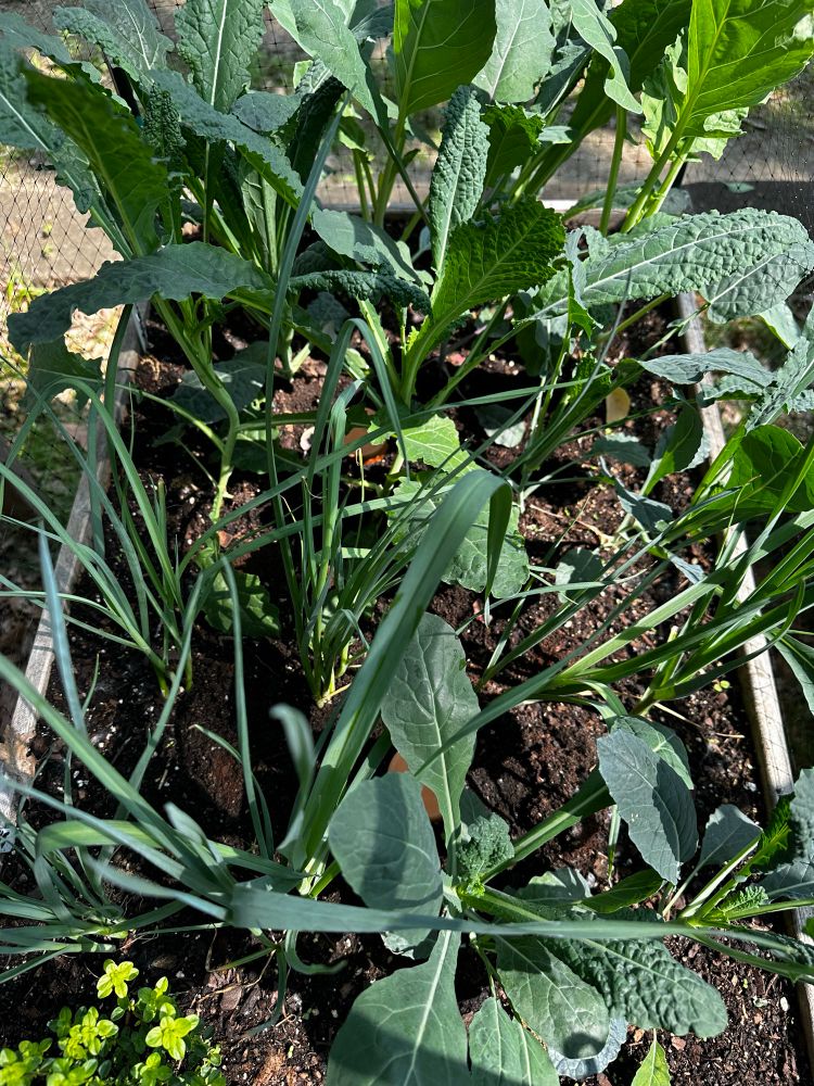 Photo of kale and greens growing in a raised bed