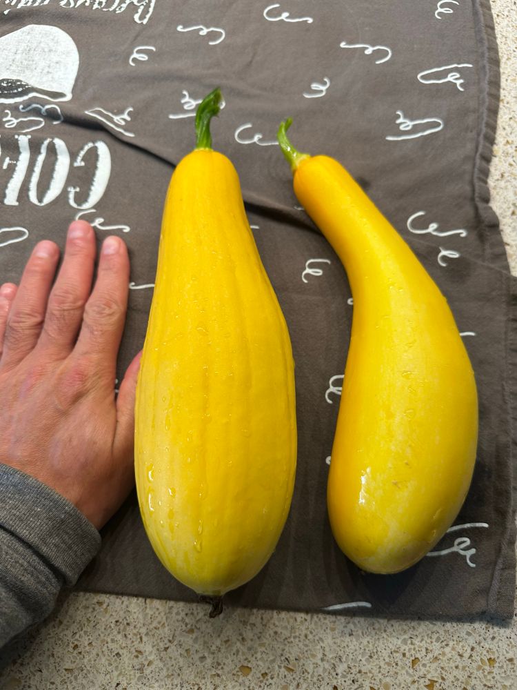 Two large yellow squash beside a smaller hand