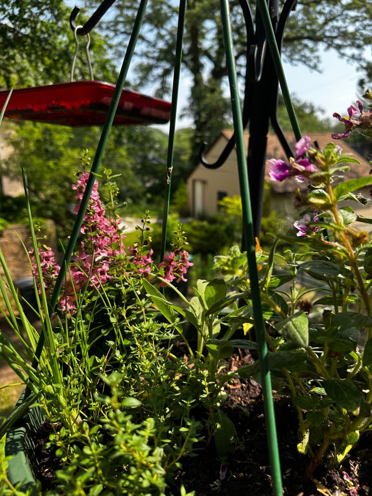 Photo of herbs and flowers in a hanging basket