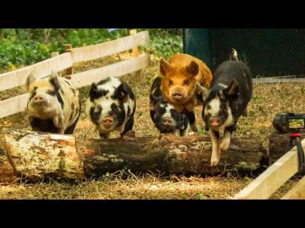 New Pig Race Track - The Forest Racecourse