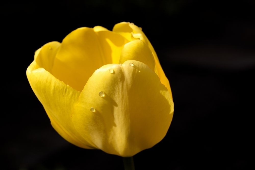 Tulip after rain
22nd April 2025
Dessau-Törten

EOS RP, Sigma 105mm f/2.8 Macro, ISO 200, 1/200sec, f/13, CR3, 4159

#tulip #rain #water #drops #waterdrops #spring #april #morning #yellow #flower #nature #naturephoto #naturephotography #macro #macrophoto #macrophotography #closeup #eosrp #sigma105mm