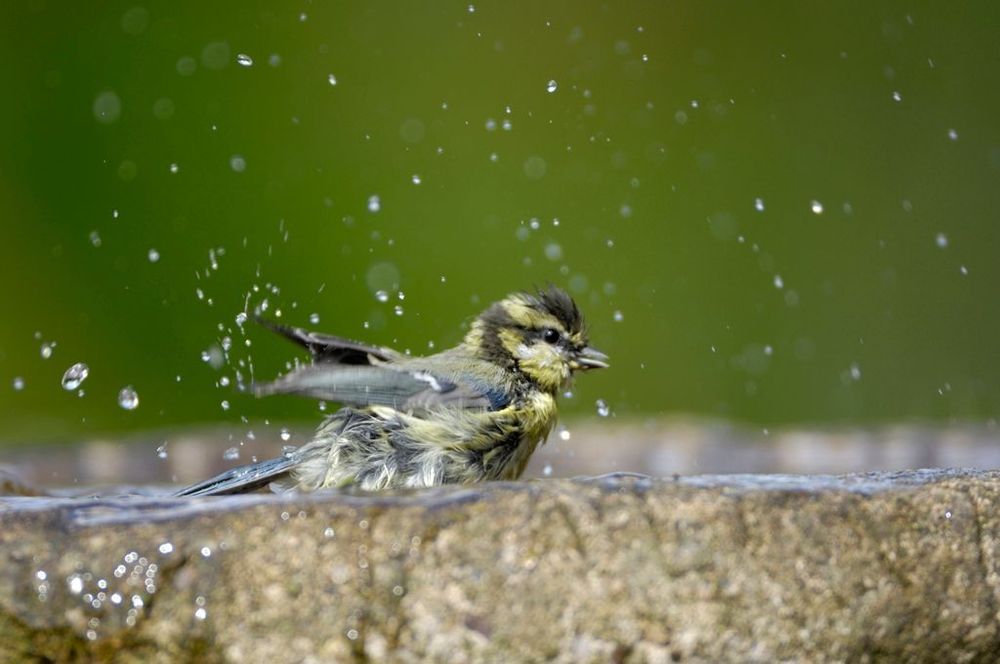 Juvenile blue tit splashing in bird bath