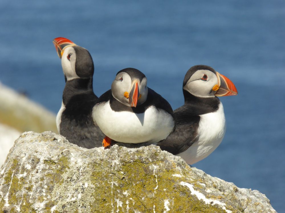 Three Puffins on a rock.