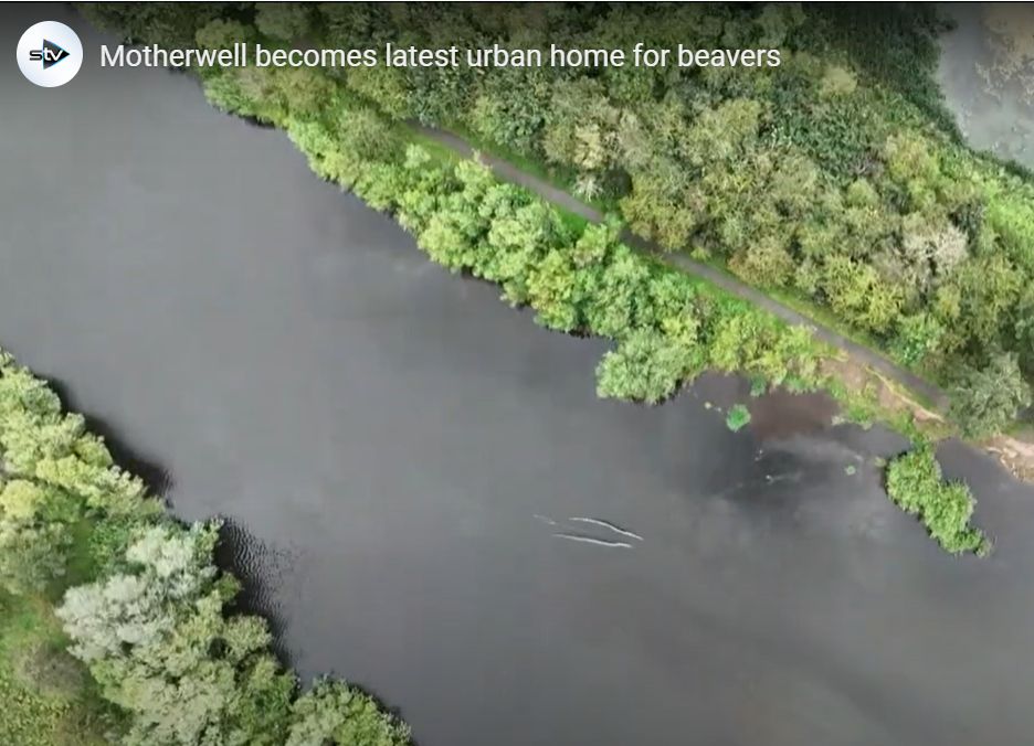 Aerial/drone shot of Baron's Haugh with water in the middle and green vegetation top and bottom. The STV logo is top left with the title Motherwell becomes latest urban home for beavers