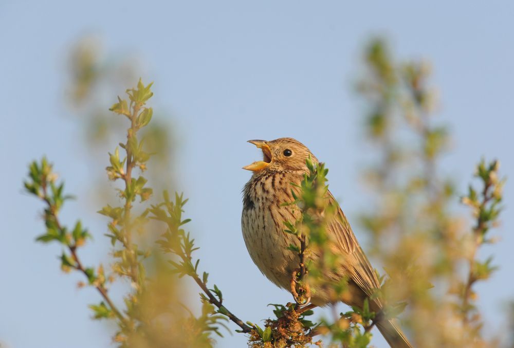 Corn Bunting singing.