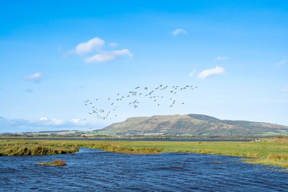 Flock of geese in flight over the loch at RSPB Loch Leven Nature Reserve