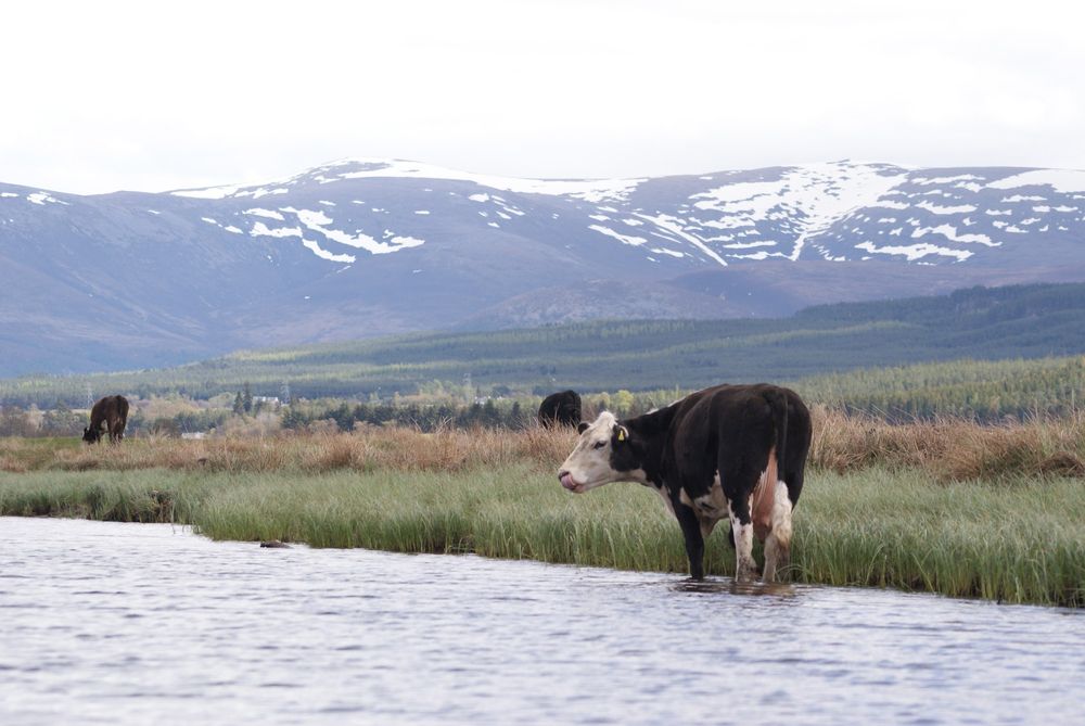 Cattle grazing at RSPB Insh Marshes