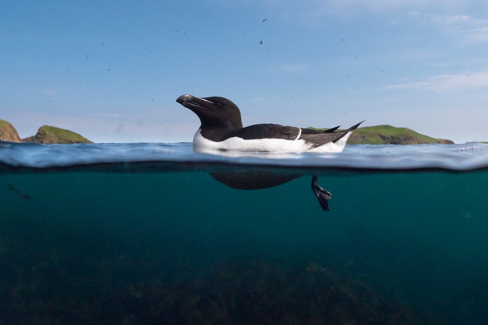 A razorbill is swimming in the sea with Scottish islands in the background