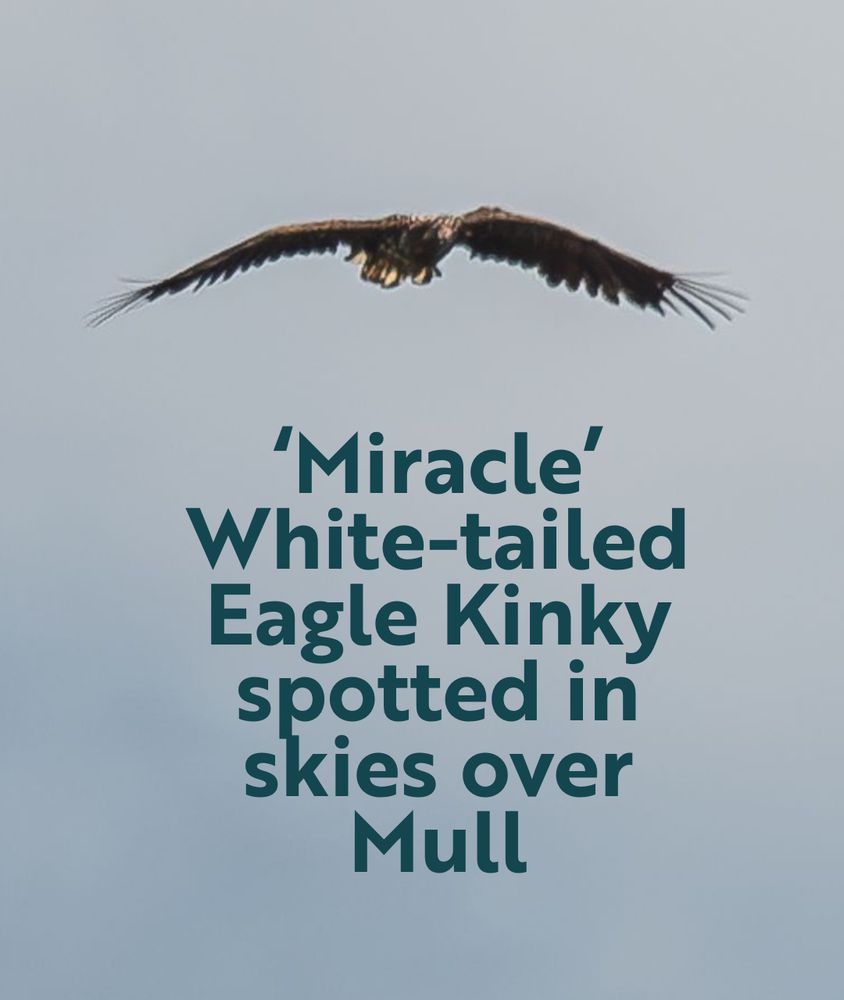 A photograph of juvenile White-tailed Eagle Kinky in flight with the words: 'Miracle' White-tailed Eagle Kinky spotted in skies over Mull