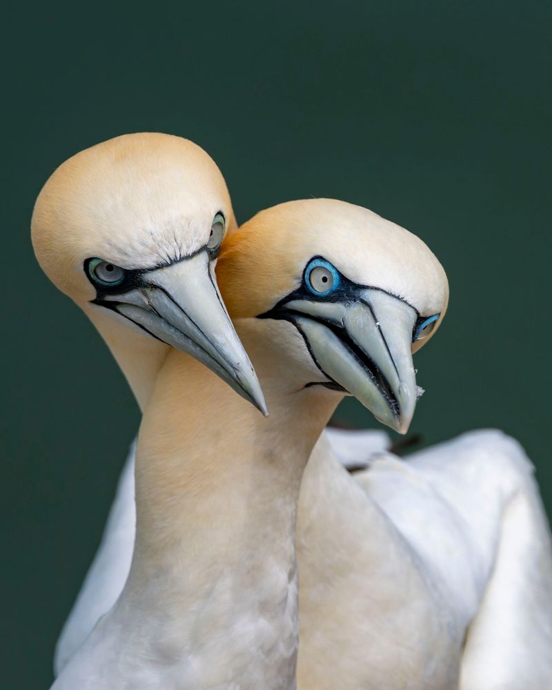 Gannet pair courting