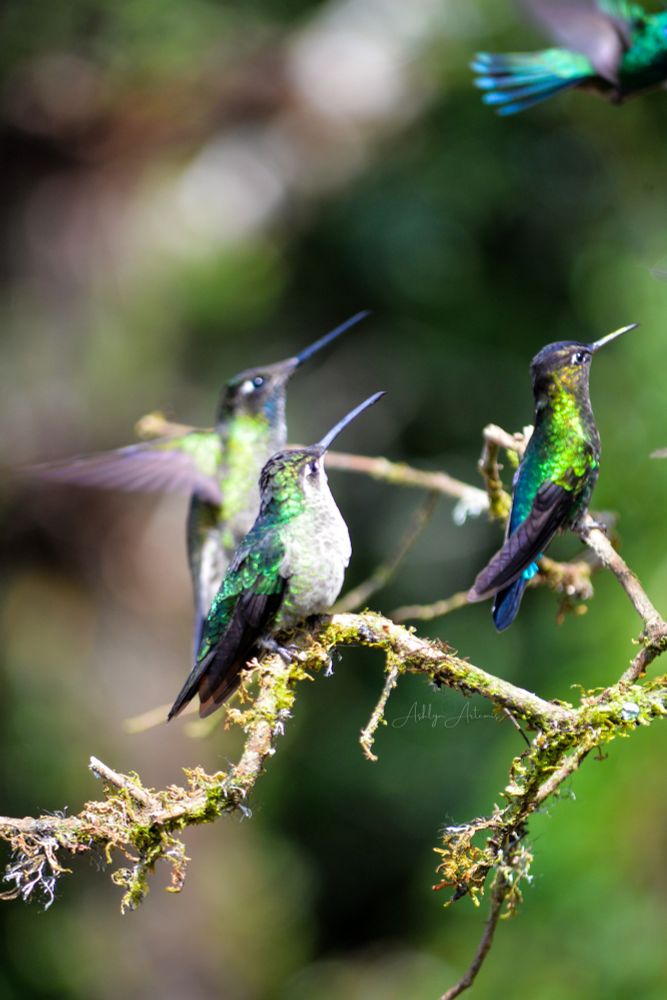 Photo of 3 hummingbirds of differing species perched on branches waiting for their turn at the feeder. 