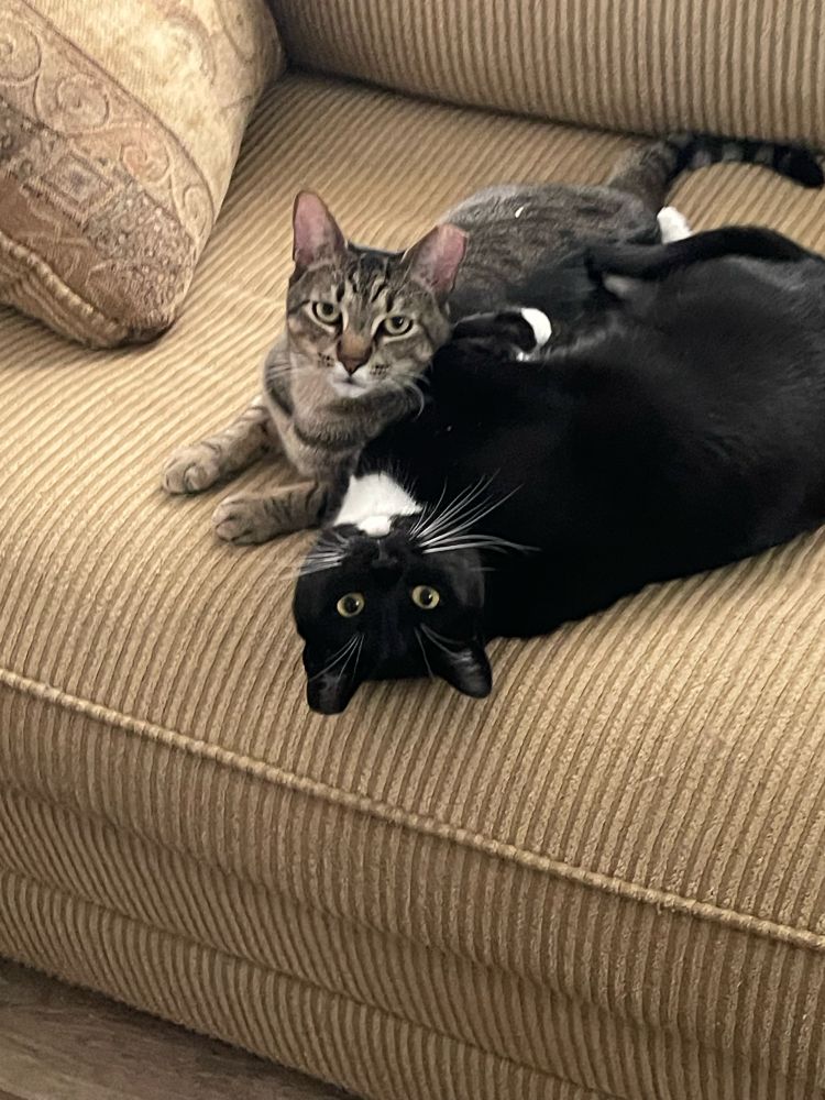 Brown tabby and tuxedo cat cuddling on a tan sofa. 
