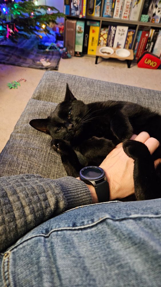 Upside down black cat having it's tummy rubbed.